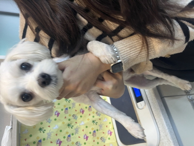 동부동물보호협회_426335202500620